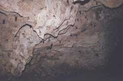 Inside one of the Ufufuma Forest Caves in Zanzibar