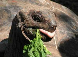 Giant Tortoise at Zanzibar Prison Island