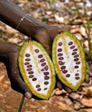 Cocoa Pod in Zanzibar