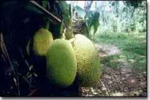 Zanzibar Jackfruit