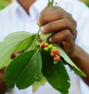 Zanzibar Pepper Berries