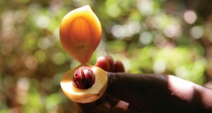 Nutmeg in Zanzibar
