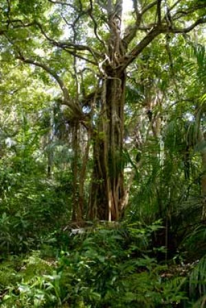 Ancient Jozani Forest Tree in Zanzibar