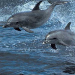 Dolphin tour Zanzibar Island Beach tour