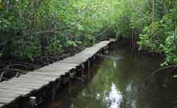 Board walk at the Jozani Forest in Zanzibar