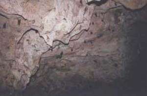 Inside one of the Ufufuma Forest Caves in Zanzibar