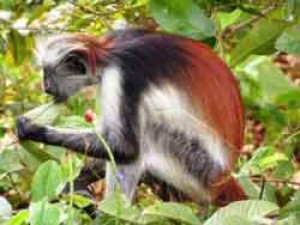 Red Monkey at the Ufufuma Forest in Zanzibar